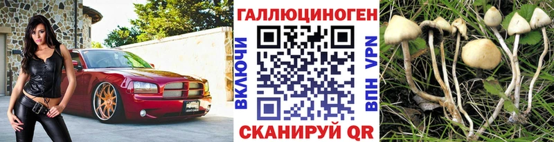 Псилоцибиновые грибы Psilocybine cubensis  Циолковский 